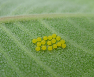 Yellow eggs and orange eggs on milkweed