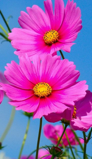 Cosmos. Hardy, in dry conditions heat and strong winds. It produces ...