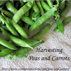 Harvesting Peas And Carrots