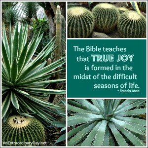 True Joy :: Francis Chan Quote :: Cactus Mosaic :: AnExtraordinaryDay ...