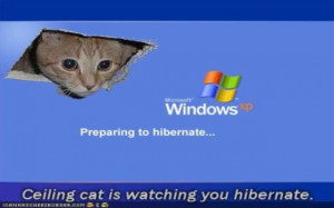 Funny Pictures Windows Hibernate Ceiling Cat