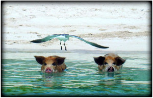 The systematic torture of sentient beings, whatever the pretext and in ...