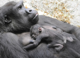The Chicago-area Brookfield Zoo this week welcomed an adorable new ...