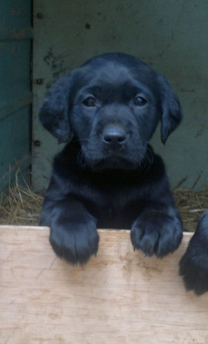 female black labrador puppy 450 posted 1 month ago for sale dogs
