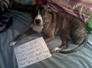 Best dog name ever... Lt.Dan!