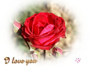 red_rose_I_love_you_wallpaper_ecard-dsc00743.jpg