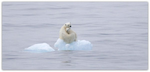 Polar Mother Bear protecting her cub to reach shore after the ice ...