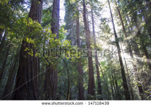 Muir Redwoods and sun rays - stock photo