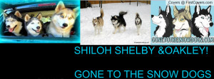 gone_to_the_snow_dogs!-1255108.jpg?i