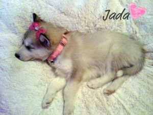 love my Siberian Husky Jada