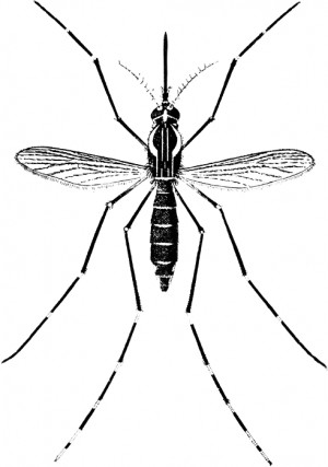 Mosquito Gif