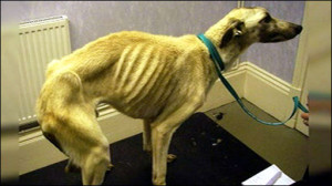 Animal cruelty rate high