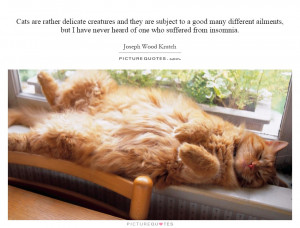 Cat Quotes Insomnia Quotes Joseph Wood Krutch Quotes