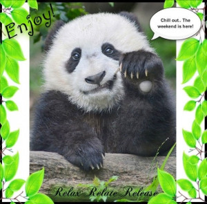 Funny Animal Pictures Panda Bears Megalawlzdotcom Megalawlz