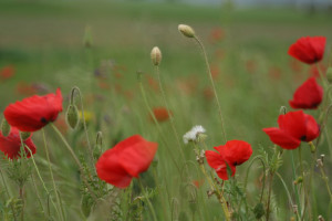 Author: God's Child | Posted: 29. March 2011 13:13 | 0