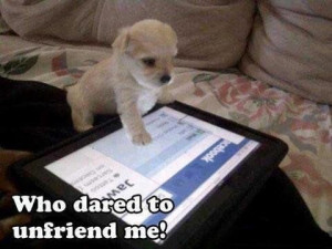 Funny Animals With Funny Sayings