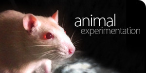 How many animals are used in experiments around the world?