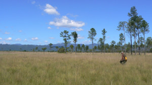 Savanna Grassland Biome Projects
