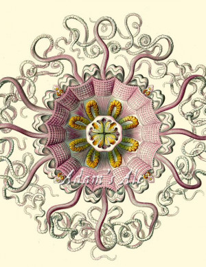 Periphylla/Peromedusae (giant jelly) by Ernst Haeckel (plate 38 ...