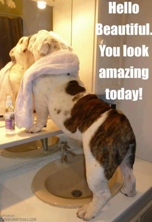 funniest bulldog hello to mirror, funny bulldog hello to mirror