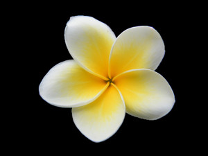 Hawaiian Flower Plumerias