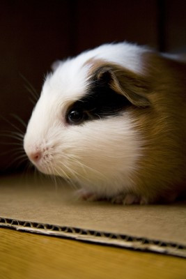 Guinea pigs, Rats and Mice