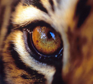 It's the eye of the tiger .