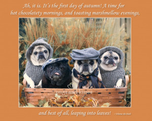 Four Pug Models in Clothes in Autumn Basket IMG_2255-2341 by Pugs and ...