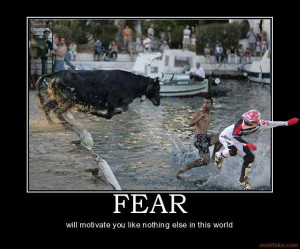 funny animals bull np301 motocross pictures vital mx