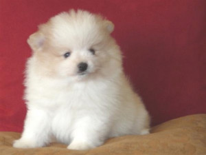 Picture of lovely fat pomeranian puppy in white w/ some tan