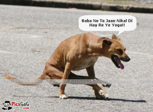 ... dog pic ramdev dog yoga sms funney ramdev dogi yoga yoga dog wallpepwr