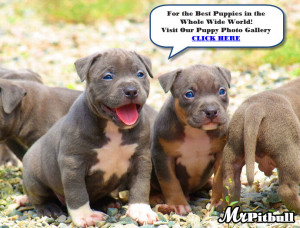 Go Back > Gallery For > Cute Pitbull Pictures With Sayings