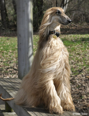 ... is an afghan hound pup and below my own dear 11 year old afghan hound