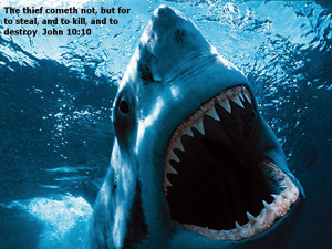 ... of http://www.deskpicture.com/DPs/Nature/Animals/GreatWhite_1.html