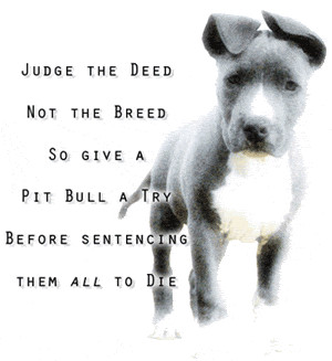 pit bull