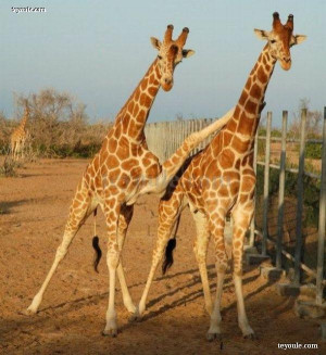 有趣长颈鹿图片