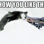 sniper cat i think nothing can get this cat to laugh cat