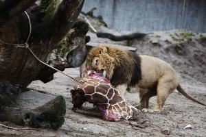 addition to the lions, the giraffe's remains will be given to the zoo ...