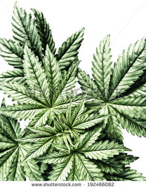 stock-photo-leaves-weed-marijuana-cannabis-medical-leaf-isolated-on ...