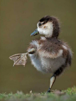 60 Cute Baby Duck Pictures to Make You Say Awww