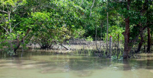 Sundarban Mangrove
