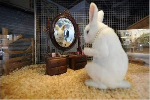 Jealous Funny Rabbit Picture Funny Rabbit Picture for Fb Share Funny ...