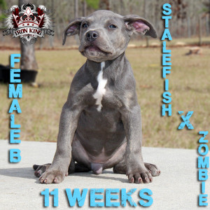 This is the third and IMO the best Stalefish litter we have had!! I am ...