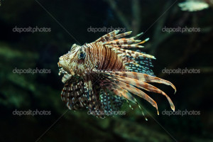 Venomous Fish Stock Photos