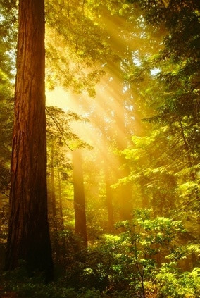 Old-growth redwood forests contain a unique ecosystem, home to rare ...