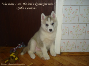 ... to cheer you up with funny husky pictures when they were a puppies
