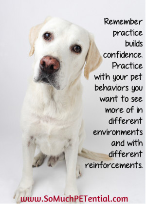 Positive Reinforcement Quotes When it comes to dog and pet