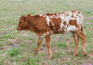 Brahman Longhorn Cross Cattle
