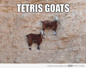 ... , Hilarious Pictures, Mountain Goats, Funny Quotes, Blog, Dogs Funny