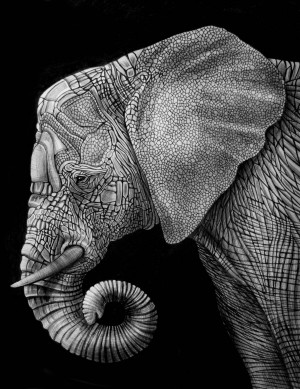 Elephant ink illustration. S)